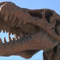Meksikos mokslininkai atrado naują dinozaurų rūšį