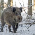 Wild Boars to be counted in Lithuania to stop African swine flu spread