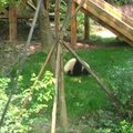 „Slaptas pandų gyvenimas“ (51 serija): aštuoni kūlversčiai