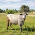 Китайцы интересуются литовским скотом