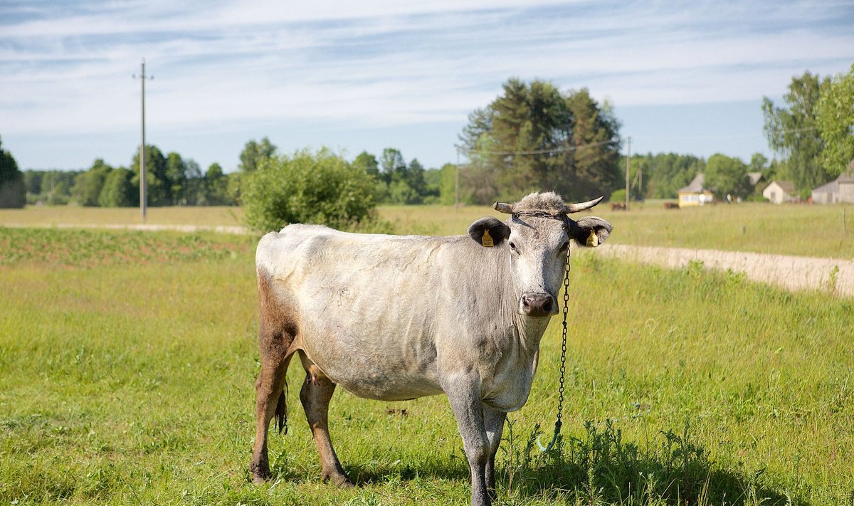 Karvės padeda išsaugoti nykstančias rūšis