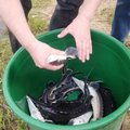 Į Šventosios upę paleista 200 nykstančių aštriašnipių eršketų: pažymėti elektroniniais žymekliais