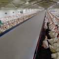Dėl paukščių gripo Prancūzijoje nugaišinta šimtai tūkstančių ančių