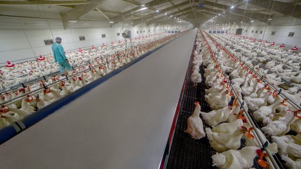 Lenkijoje paukščių gripo atvejis ūkyje, kur laikoma milijonas paukščių