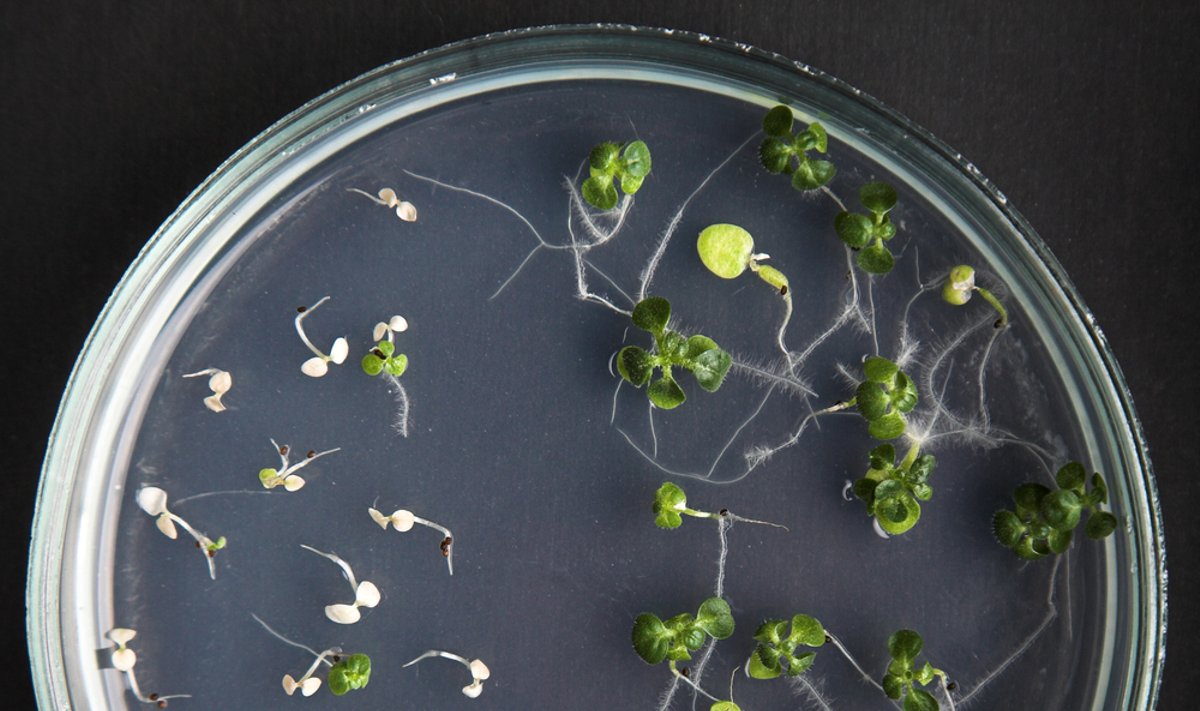 Genetiškai modifikuotų augalų veislių kūrimas laboratorijoje 