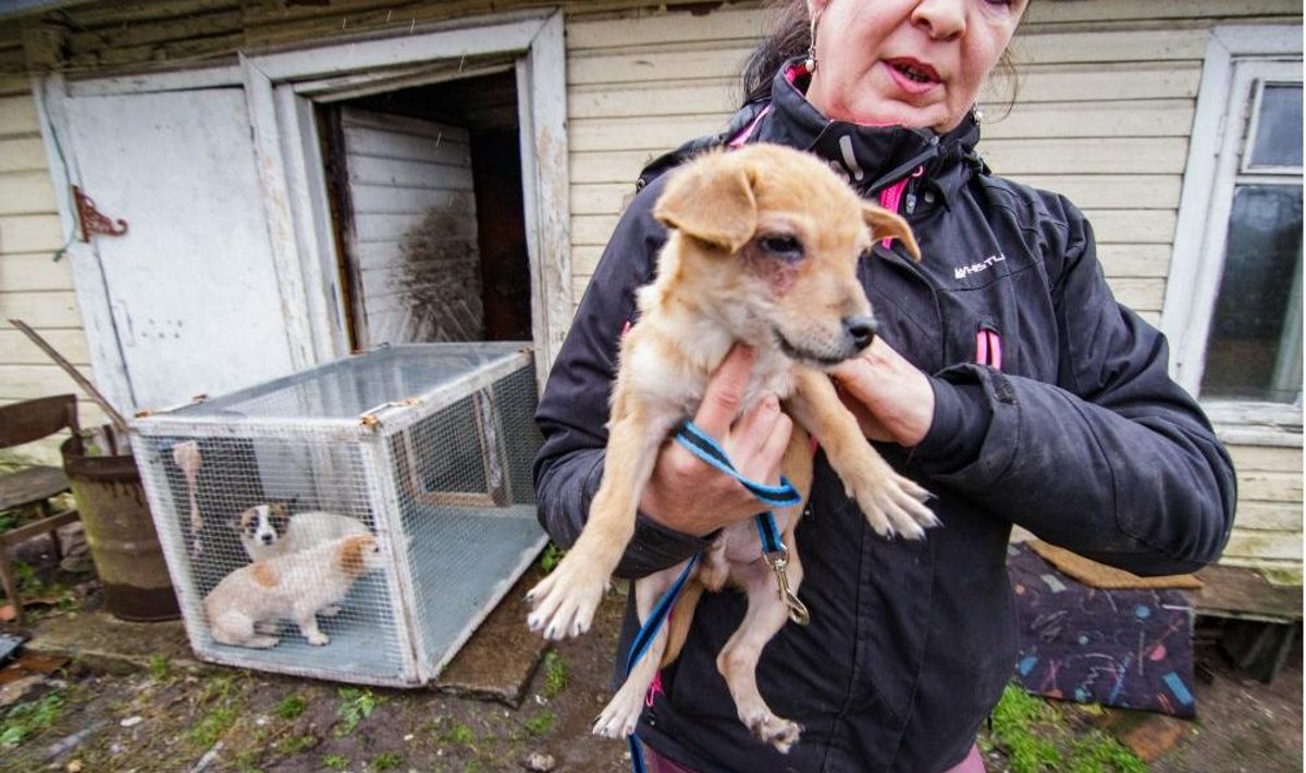 Iš Panevėžio pakraštyje esančios sodybos šungaudžiai ir gyvūnų globotojai išsivežė vienuolika šunų, bet dar nemažai jų liko pasislėpusių apleistame kieme