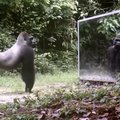 Džiunglėse pastatė veidrodį ir filmavo gyvūnų reakcijas