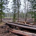 Вырубка леса в охраняемой пуще подняла на ноги инспекторов: никаких разрешений нет