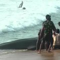 Nemenką skaičių Šri Lankos pakrantėje atsidūrusių banginių pavyko sugrąžinti į jūrą