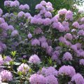 Dubravos arboretume pražydo kvapnieji rododendrai: lankytojus džiugins kelias savaites
