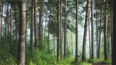 Kauno miesto savivaldybė nori disponuoti didesniais miškų plotais