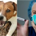 Šuniui nustatytas koronavirusas: veterinarai jau prognozuoja, kas vyktų, jei virusas paliestų lietuvių šunis