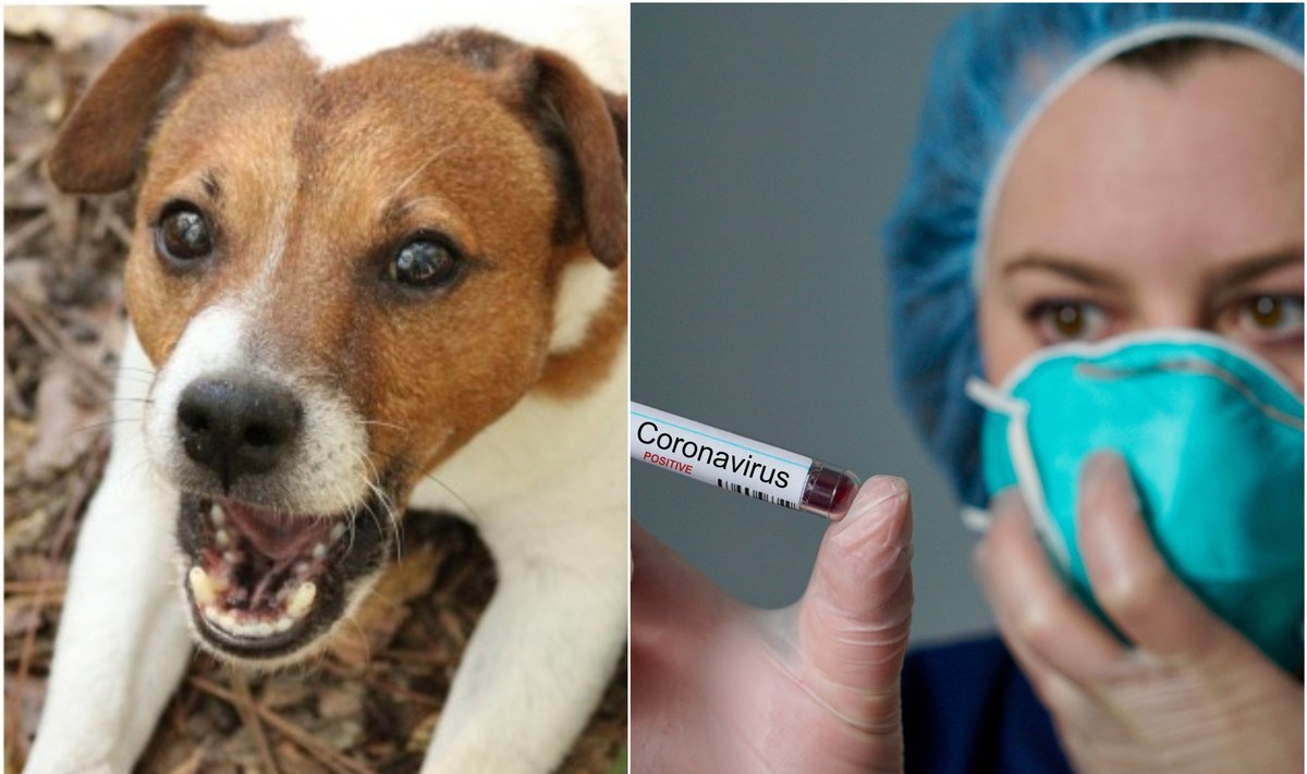 Šuo izoliuotas dėl koronaviruso (asociatyvi nuotr. montažas)