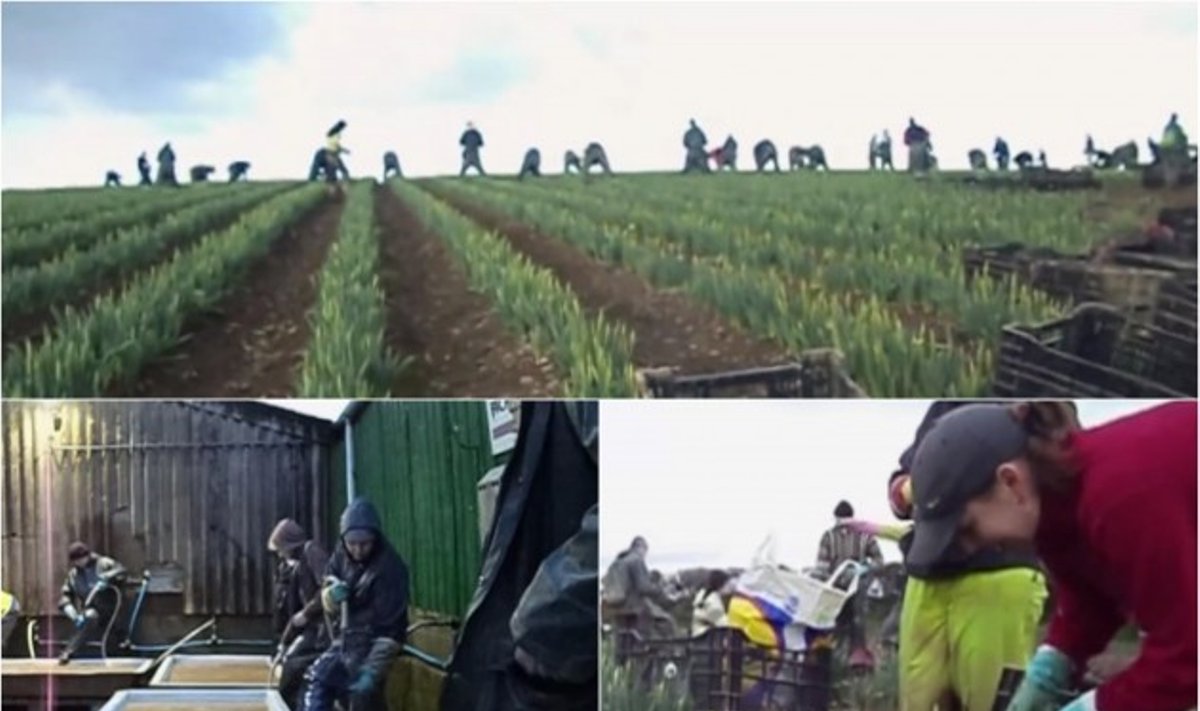Vilniečio eksperimentas: 2 mėnesiai ūkyje su emigrantas lietuviais