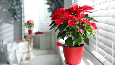 Kalėdų žvaigždės – puansetijos: kaip prižiūrėti šį augalą, kad jis žydėtų ir po švenčių