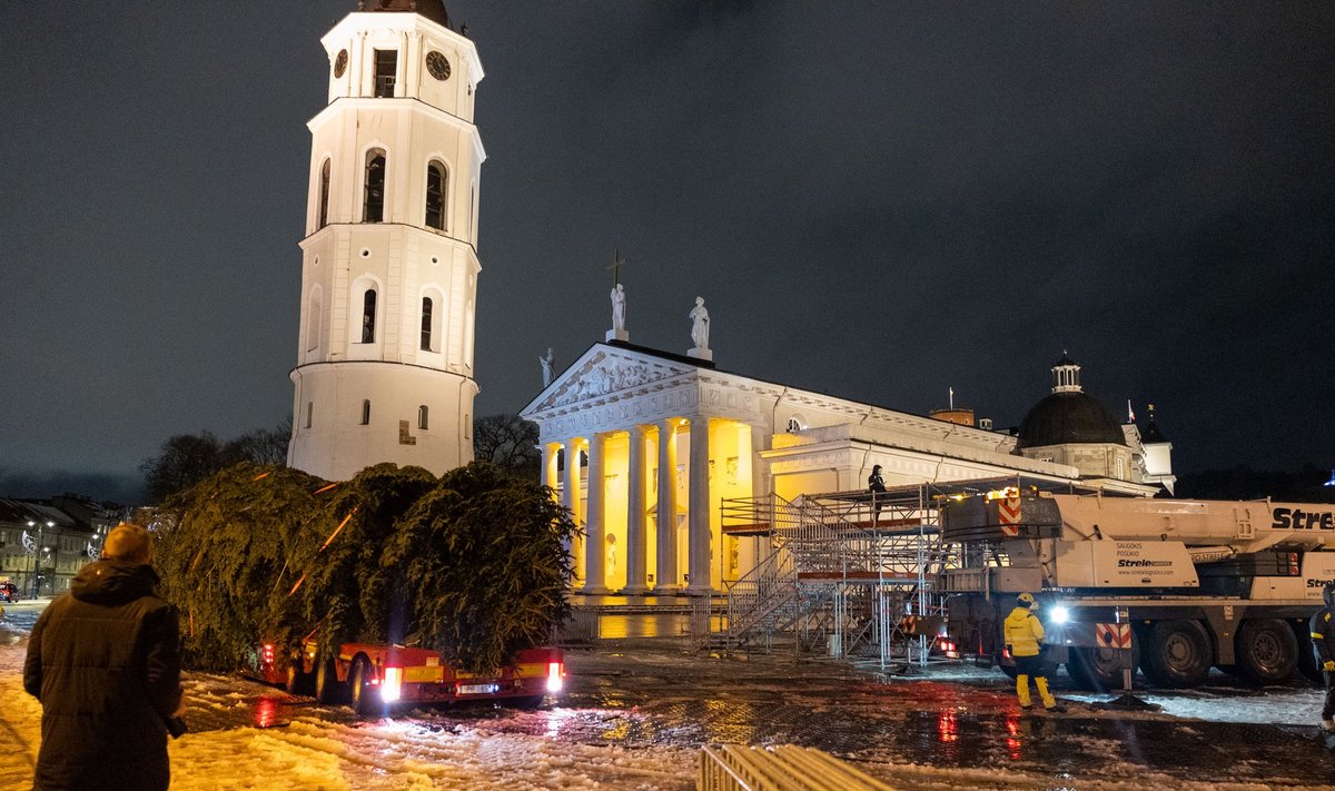Į Vilniaus Katedros aikštę atvežta Kalėdų eglė