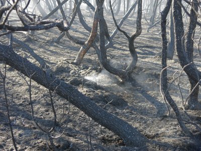 Taip atrodo išdegę Neringos miškai