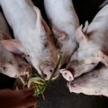 Nustatytas dar vienas AKM židinys kiaulių ūkyje Lietuvoje