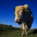 Tikslinama pievų priežiūros tvarka – mulčiuoti galės ir laikantys bizonus