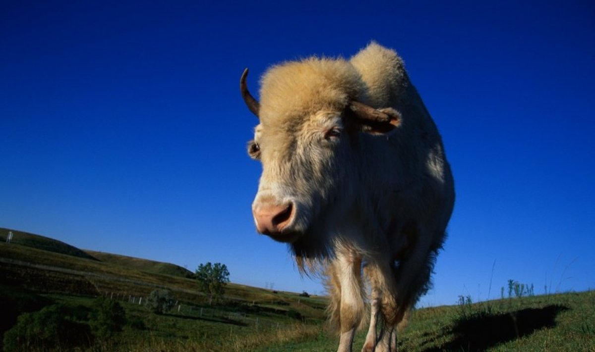 Albinosas bizonas Šiaurės Dakotos stubrų nacionaliniame rezervate
