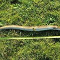 Bandys įminti paslaptį – ar seniausias pasaulio ungurys galėjo išgyventi 155 metus?