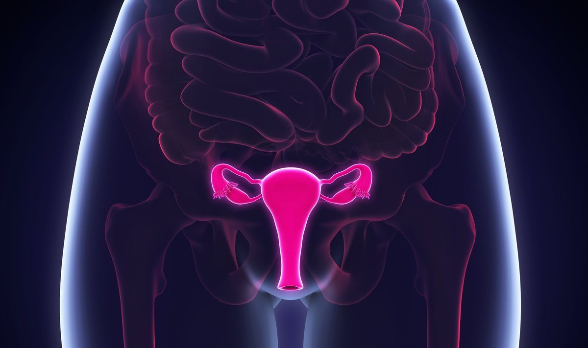 Moters reprodukciniai organai