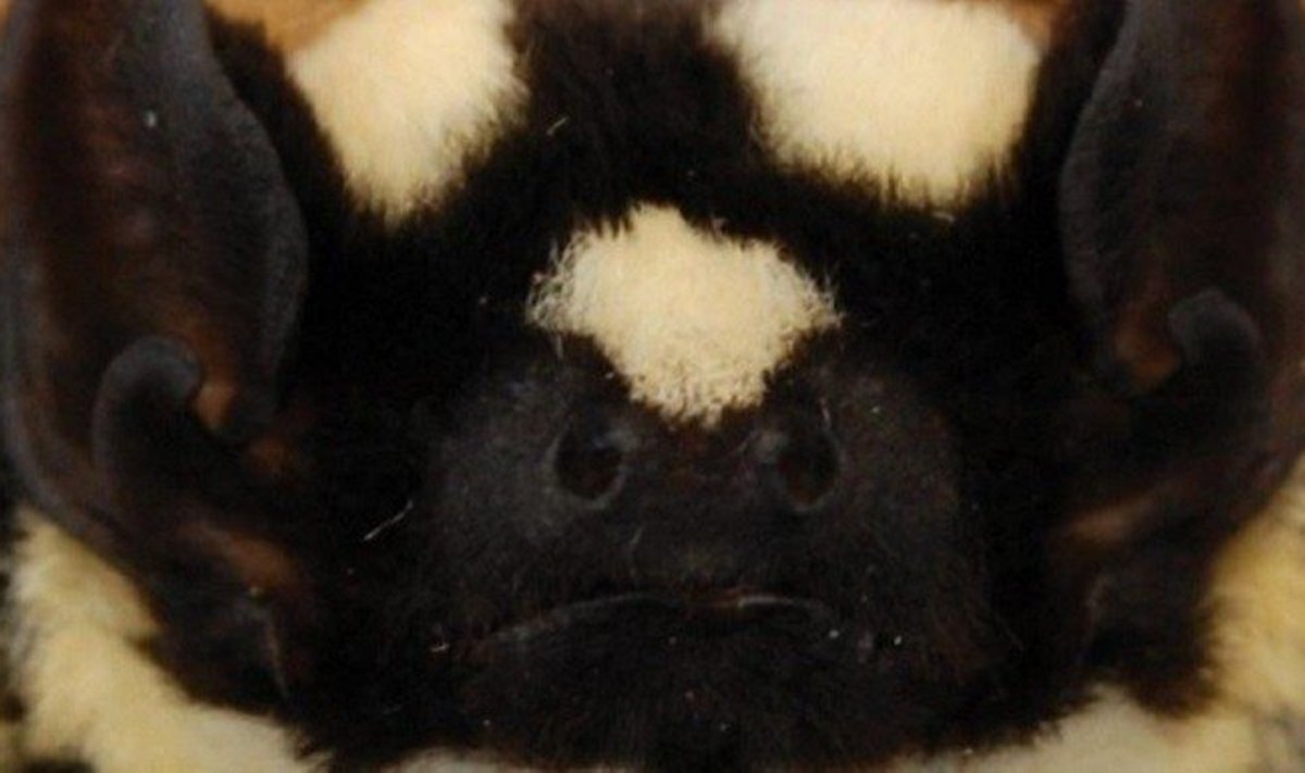 Niumbaha superba - itin retas margasis šikšnosparnis