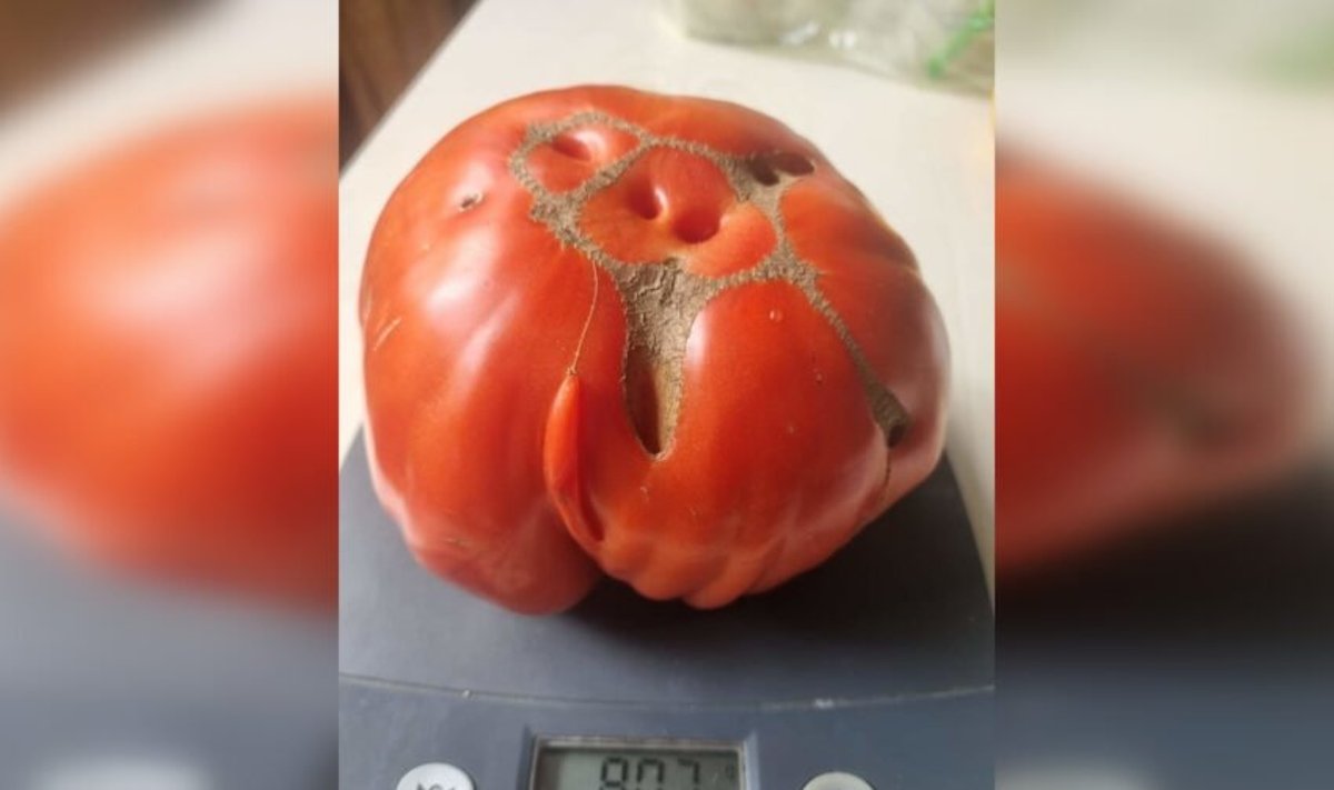 Pomidoras gigantas