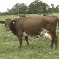 Kaimo pulsas: produktyviausia karvių banda ganosi Panevėžio rajone (2008-09-06)