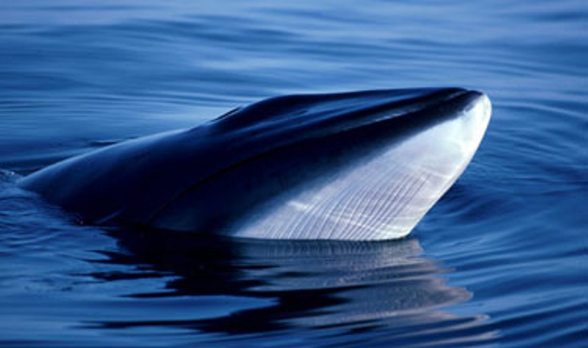 Šis Minkės banginis įamžintas 1992 metų birželį prie Škotijos krantų. Bankoke šiuo metu vykstanti nykstančių rūšių išsaugojimo konferencija atmetė japonų prašymą leisti juos medžioti.