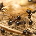 Tyrimas: skruzdės duomenis apdoroja efektyviau nei „Google“