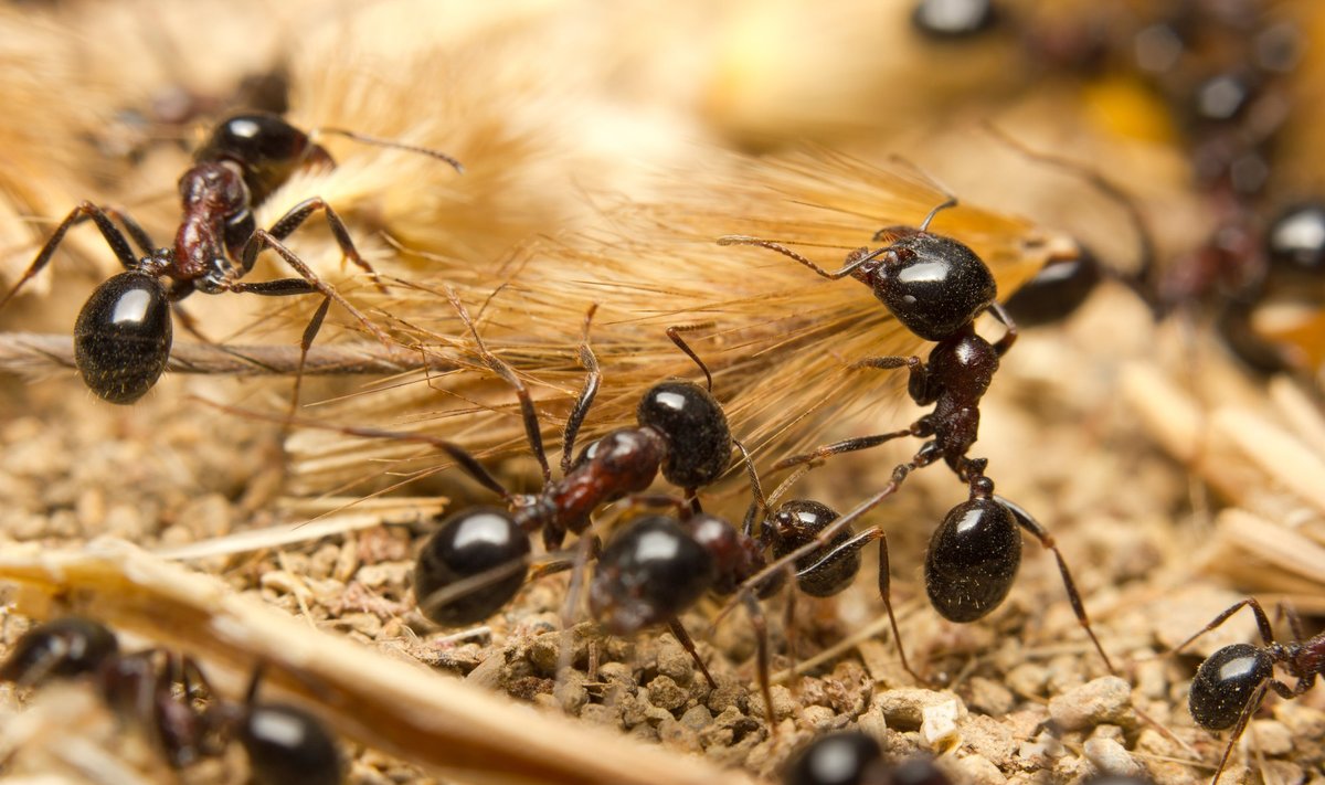Šokoladu aplietos skruzdėlės - neįprastas desertas lietuvio skrandžiui