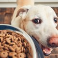 9 rečiausios ir keisčiausios profesijos pasaulyje: nuo šunų maisto ragautojo iki lovos šildytojo