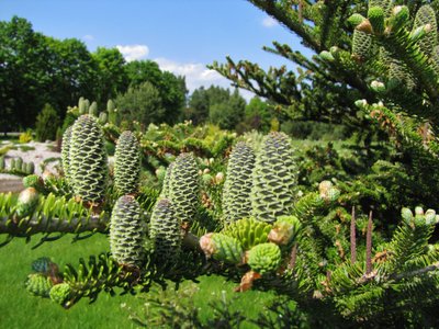 Dubravos arboretumas