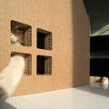 Trys architektai pristatė ekologišką katės namą