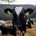 Pieno ūkiams didinami reikalavimai kokybei