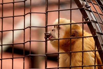 Lietuvos zoologijos sodo atstovai prašo nešerti narvuose esančių gyvūnų