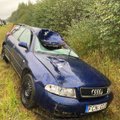 Prie Vilniaus partrenktas briedis: sužalota vairuotoja, gyvūnas nugaišo, automobilis „Audi“ sumaitotas