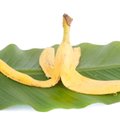Unikalūs būdai tręšti augalus be chemikalų – banano žievė, malta kava ir kiaušinių lukštai bei vaisių žievelė