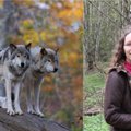 Mokslininkė: vilkų gyvenimo būdą keičia ne kas kitas, o žmogus