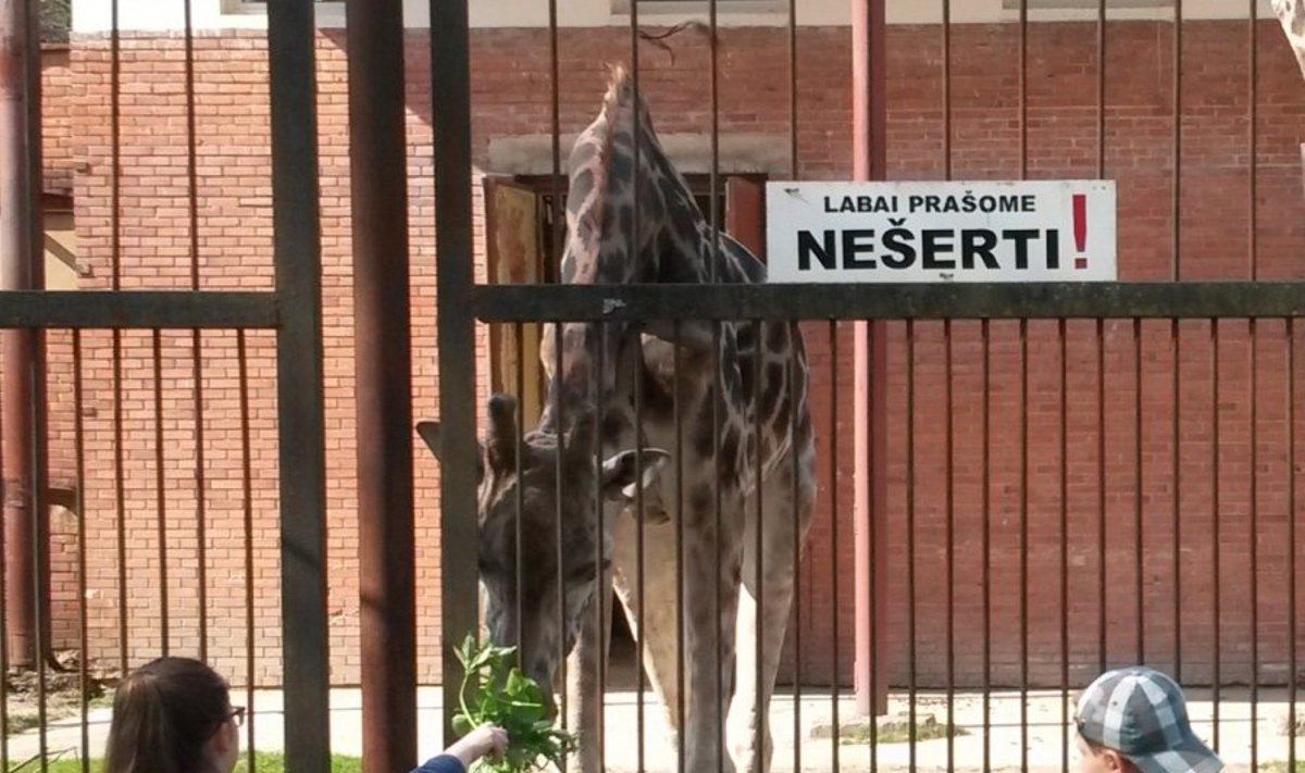 Zoosodo lankytojai šeria žirafą