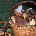 В Жемайтии обнаружен новый съедобный вид грибов