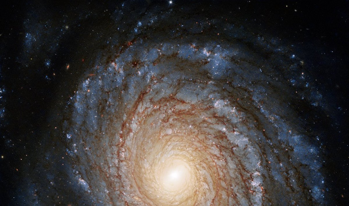 Aktyvi galaktika NGC 3147, nagrinėta šiame tyrime