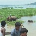 Indijoje miškininkai  iš pelkės išgelbėjo drambliuką