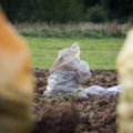 Dalyje Lietuvos uždrausta auginti bulves ir morkas