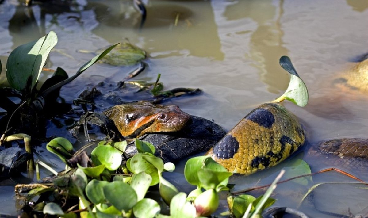 Žalioji anakonda Amazonėje ryja savo auką (asociatyvi nuotr.)