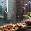 Pandemijos metu Niujorke veikiantis ūkininkų turgus klientus vilioja bitėmis, medumi ir daržovėmis