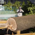 UAB „Rinktinės NT“: sostinės centre nukirsto ąžuolo šaknų plotas darė žalą lietaus nuotekų tinklui