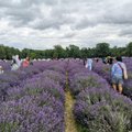 Lietuviai atrado šalia Londono žydintį levandų lauką: vaizdai užburia