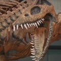 Buenos Airių muziejuje pristatyta 80 mln. metų senumo roplio kopija